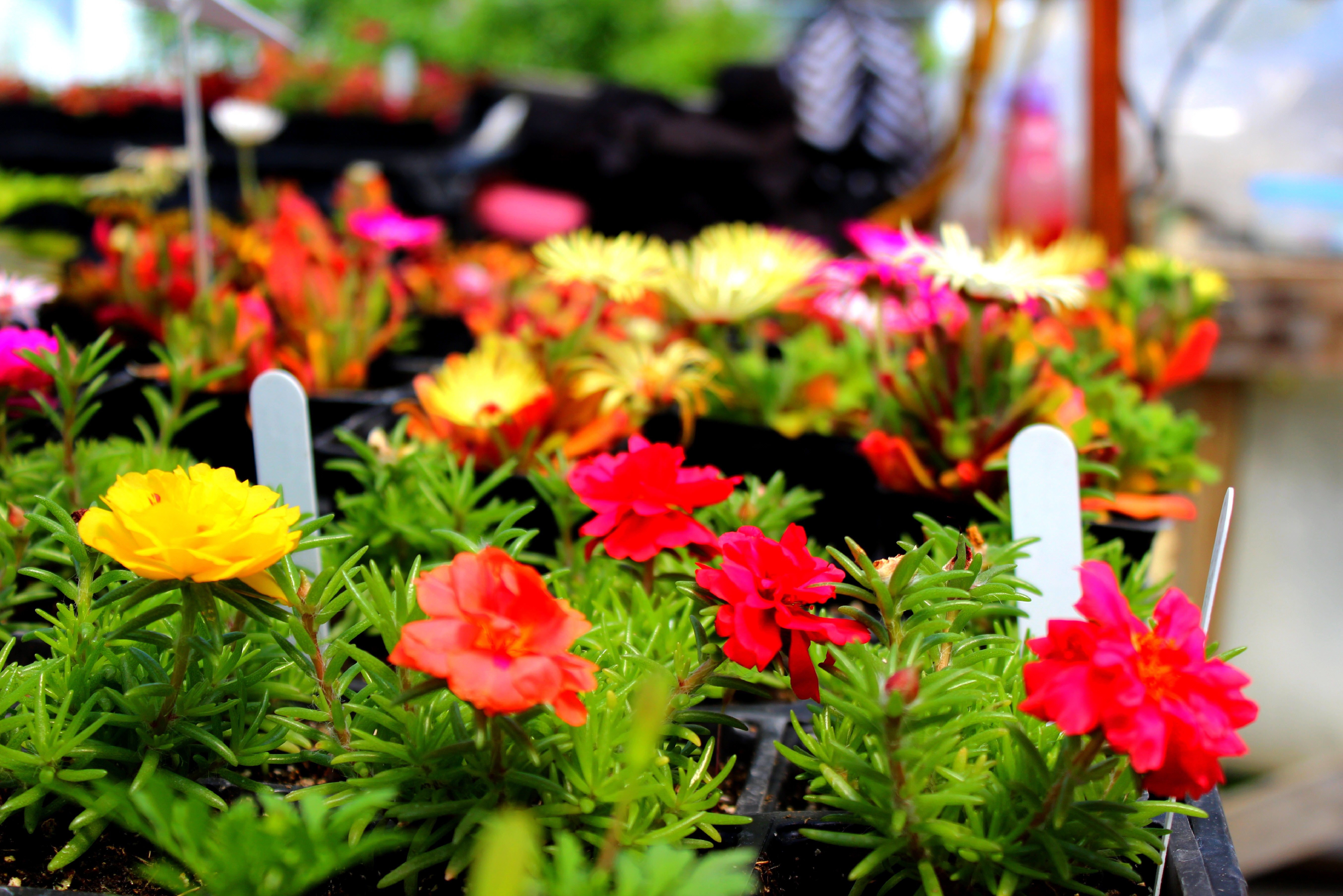 Le DEP en Horticulture et jardinerie – Inscrivez-vous avant le 29 mai!